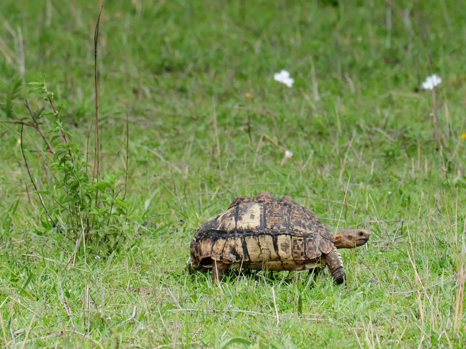 Leopard-Tortoise 13