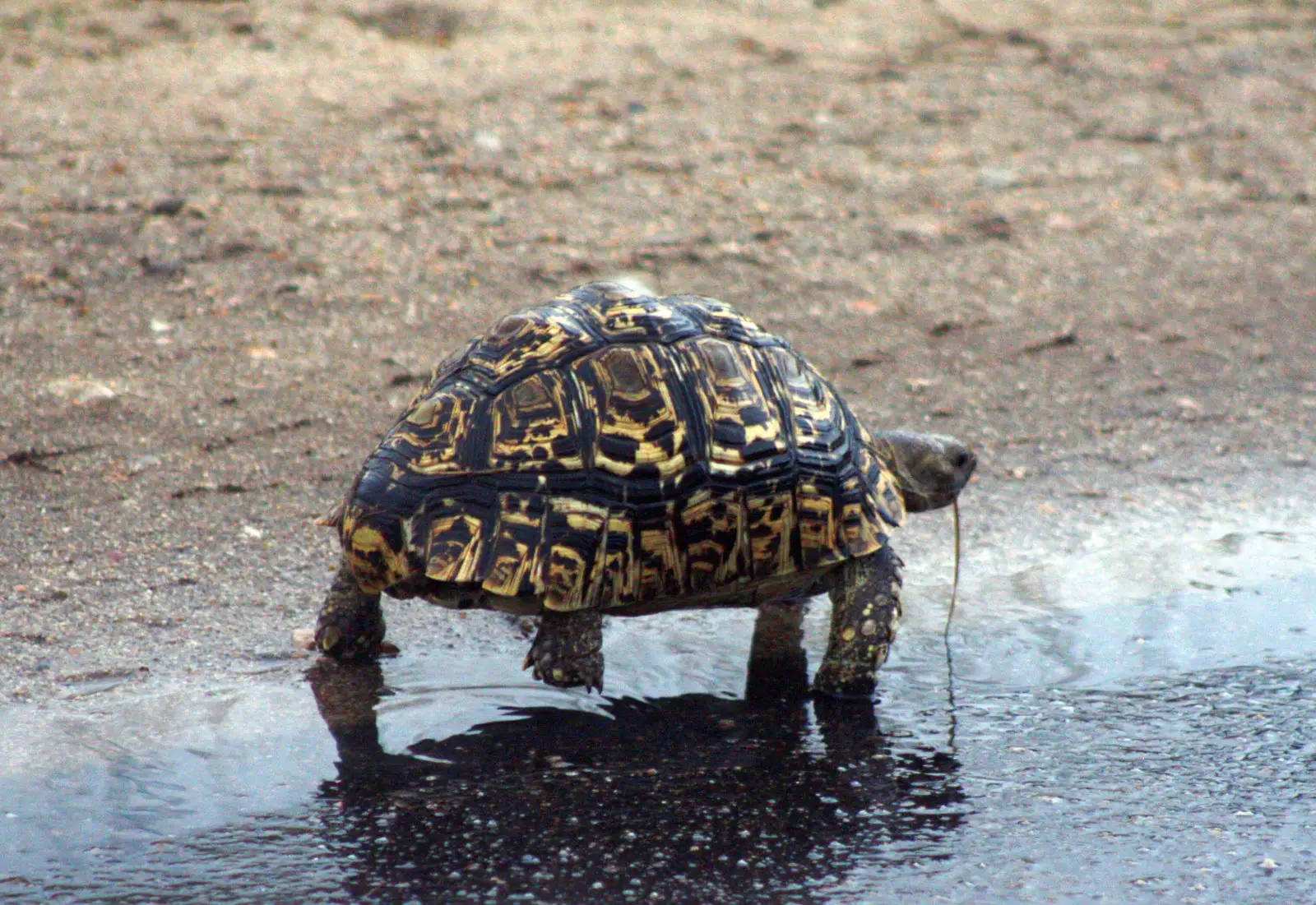 Leopard-Tortoise 14