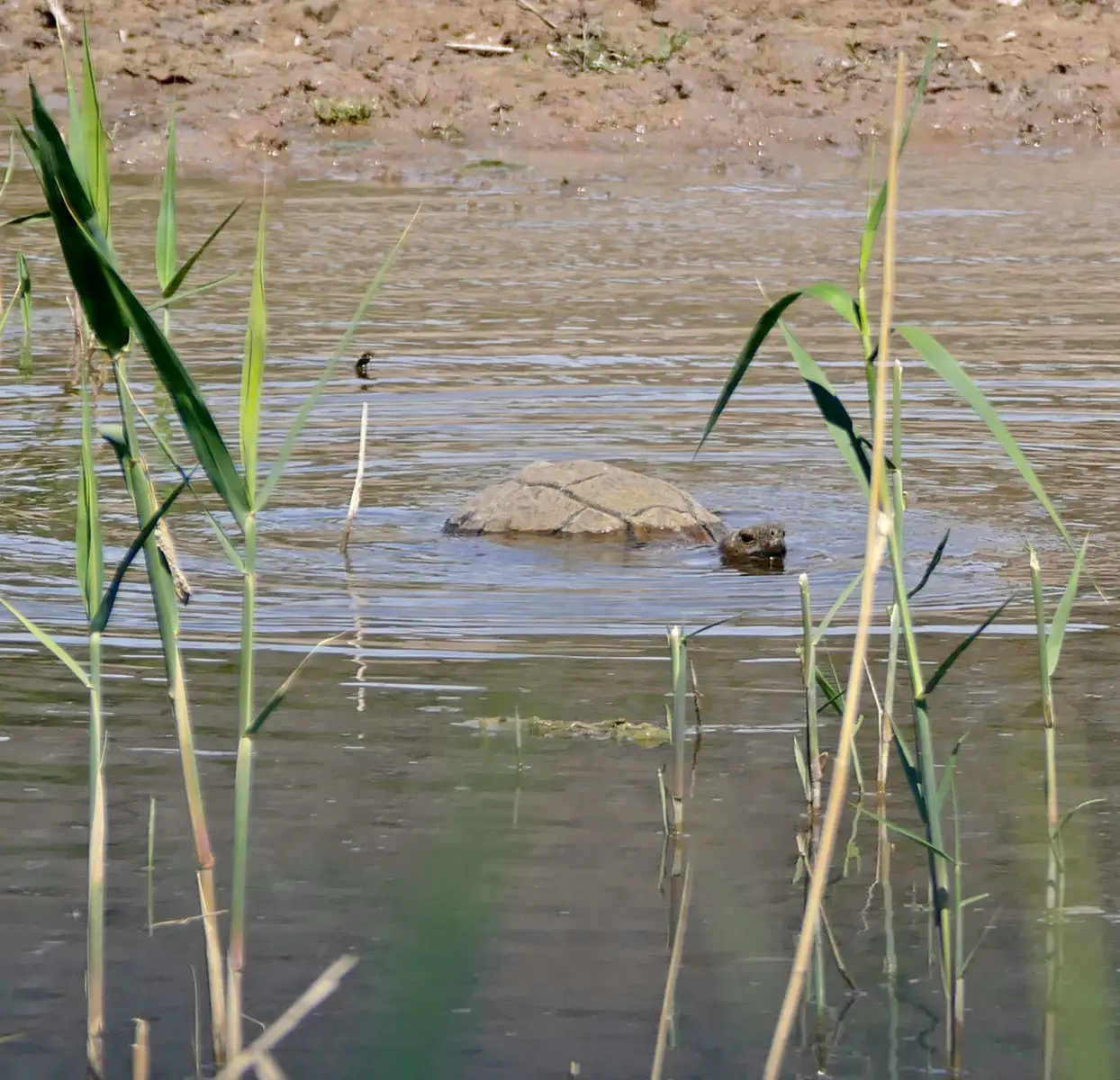 Leopard-Tortoise 15