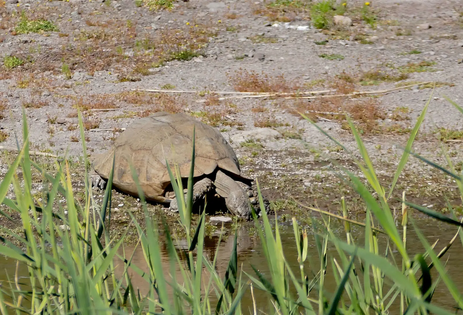 Leopard-Tortoise 16