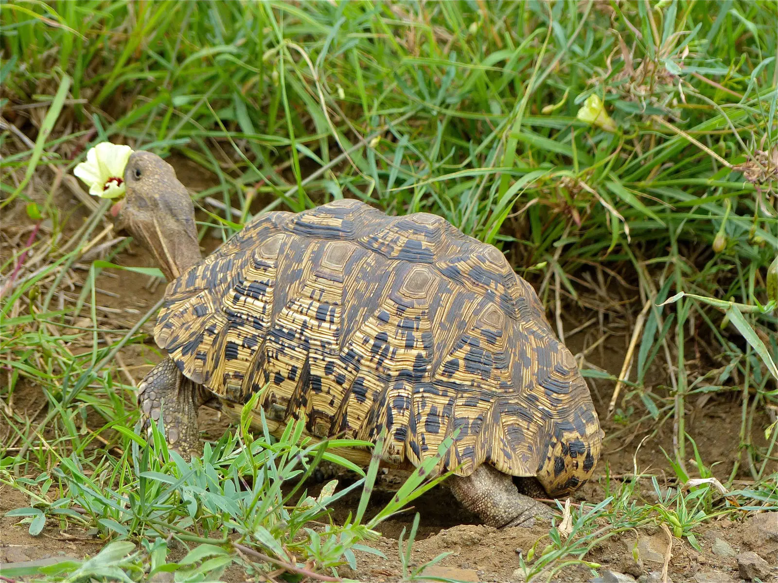Leopard-Tortoise 17