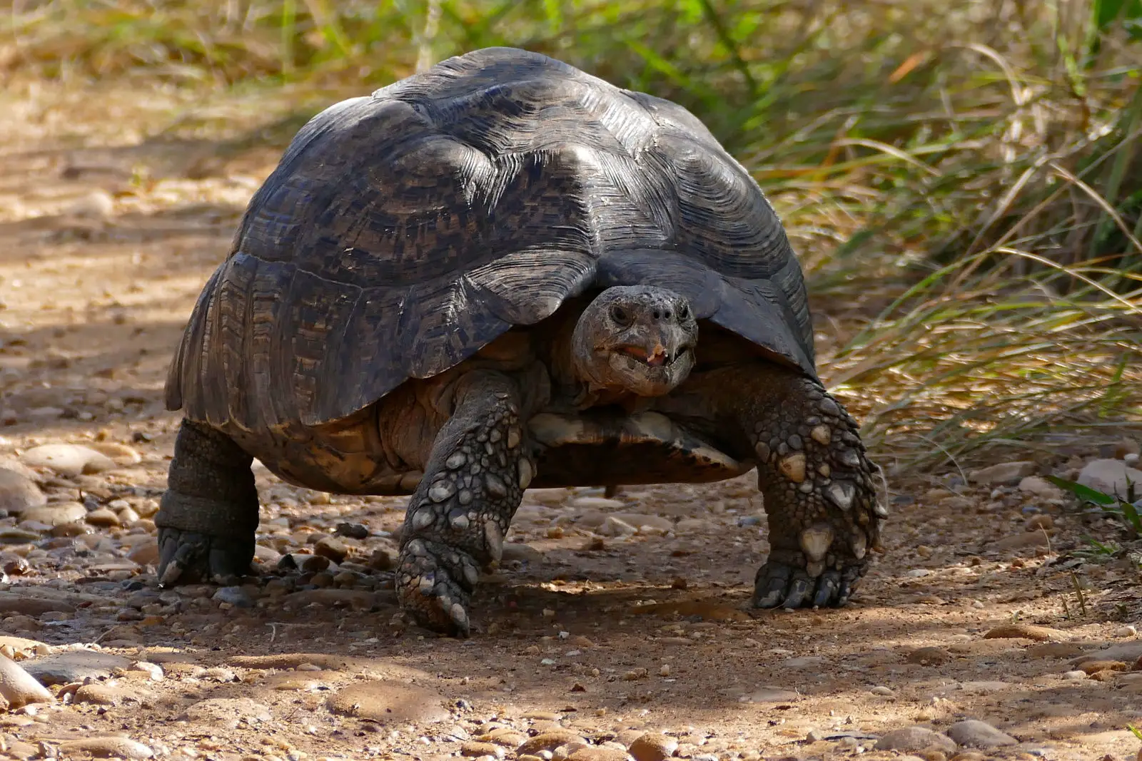 Leopard-Tortoise 18