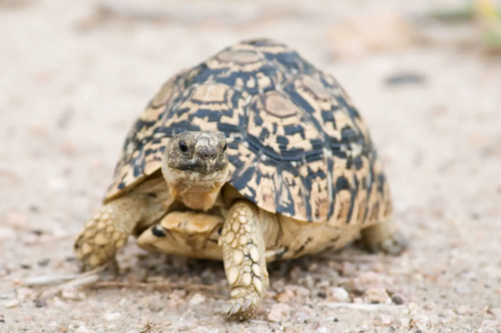 Leopard-Tortoise 19
