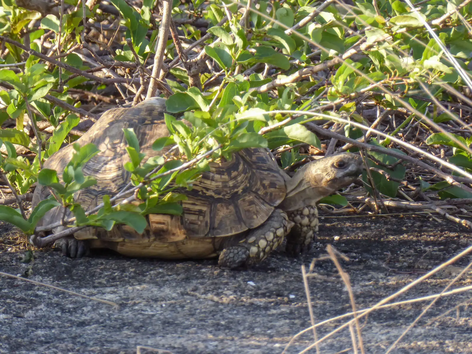Leopard-Tortoise 20