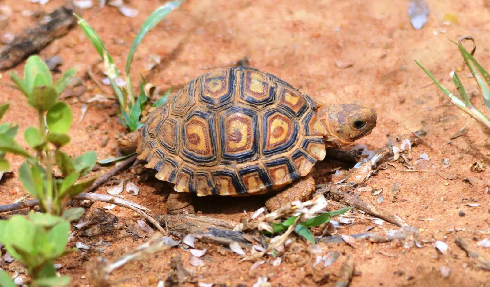 Leopard-Tortoise 21