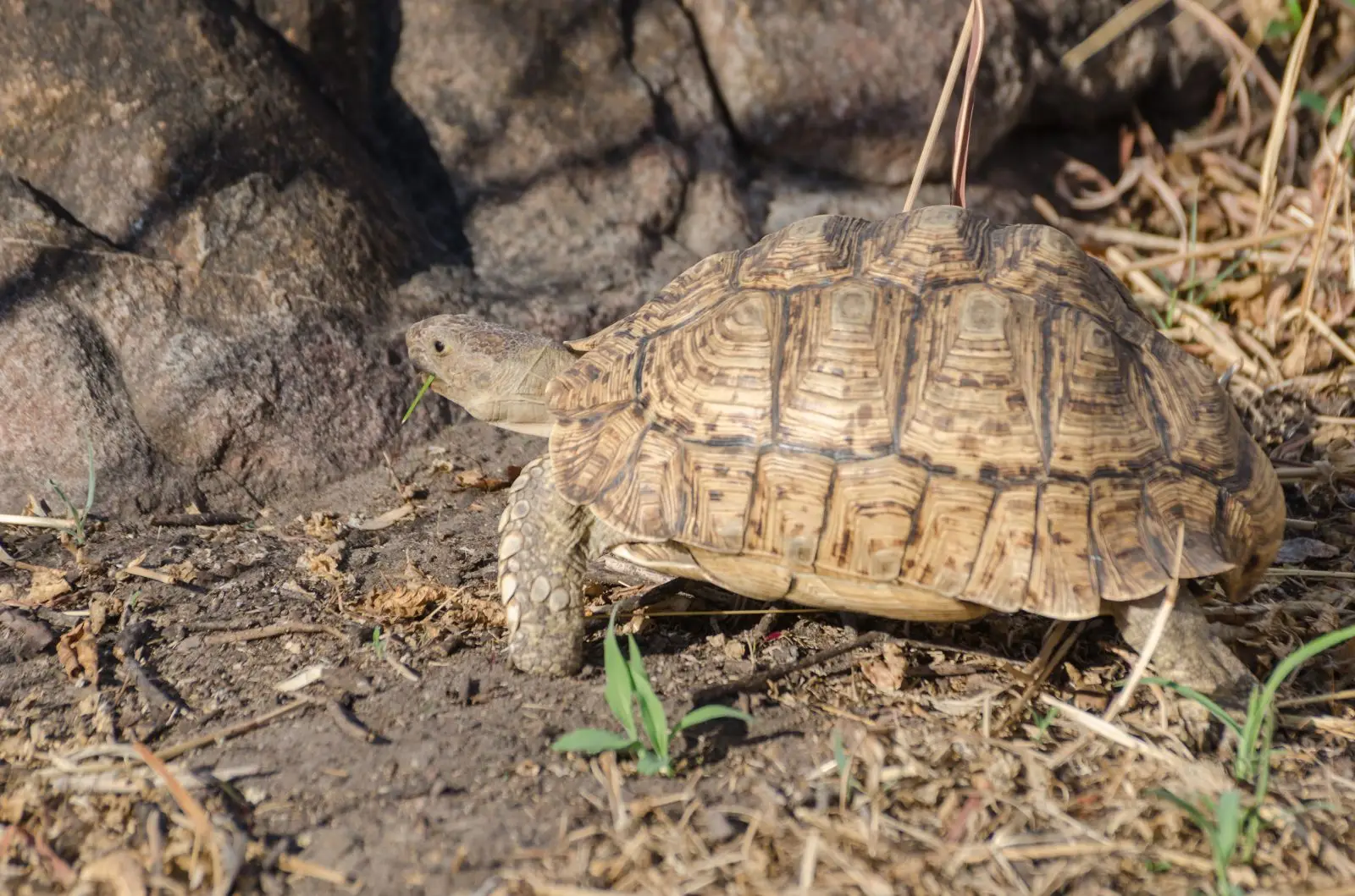 Leopard-Tortoise 22