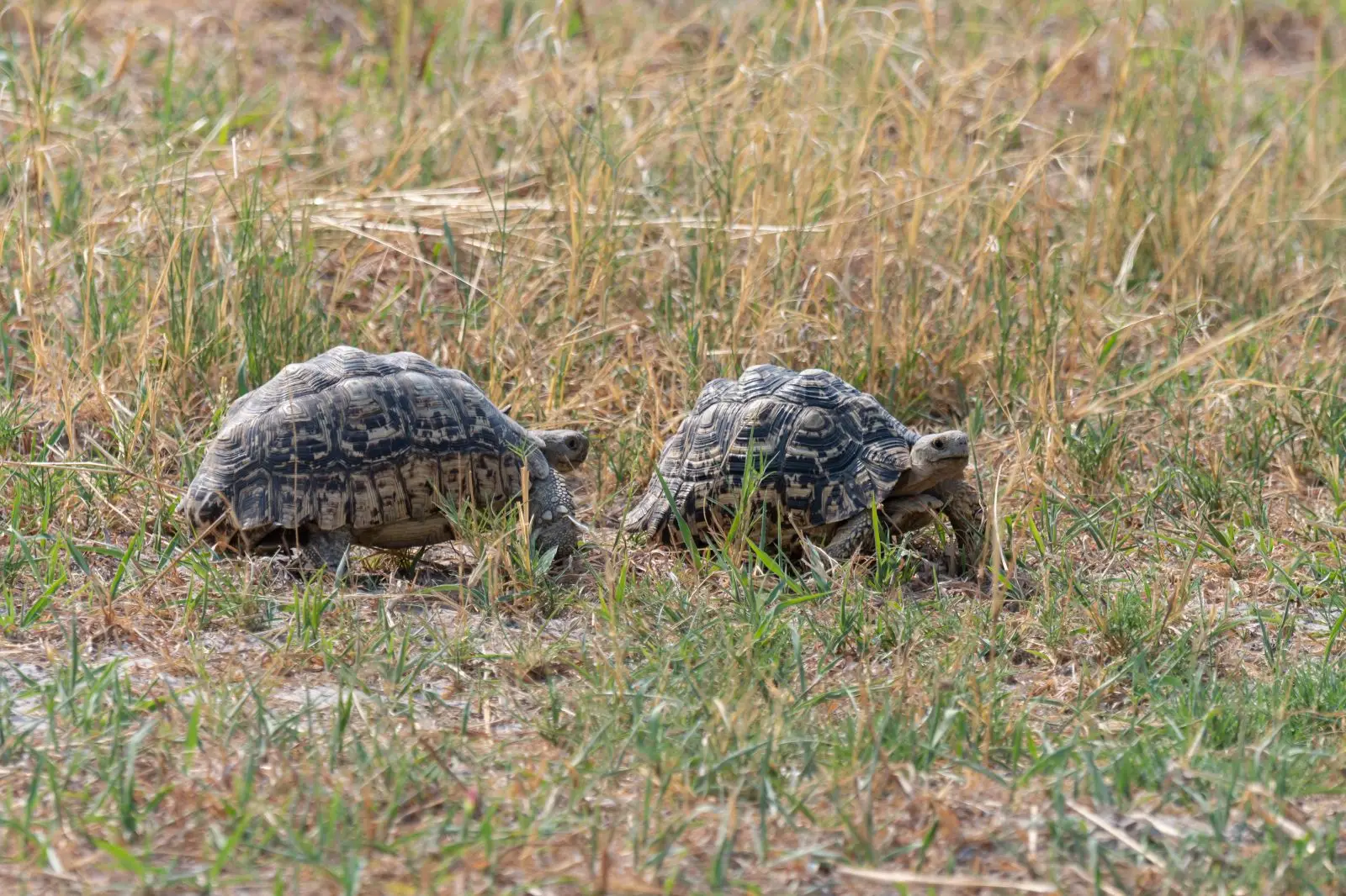 Leopard-Tortoise 23