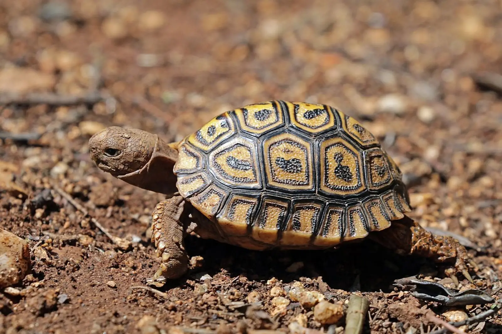 Leopard-Tortoise 24