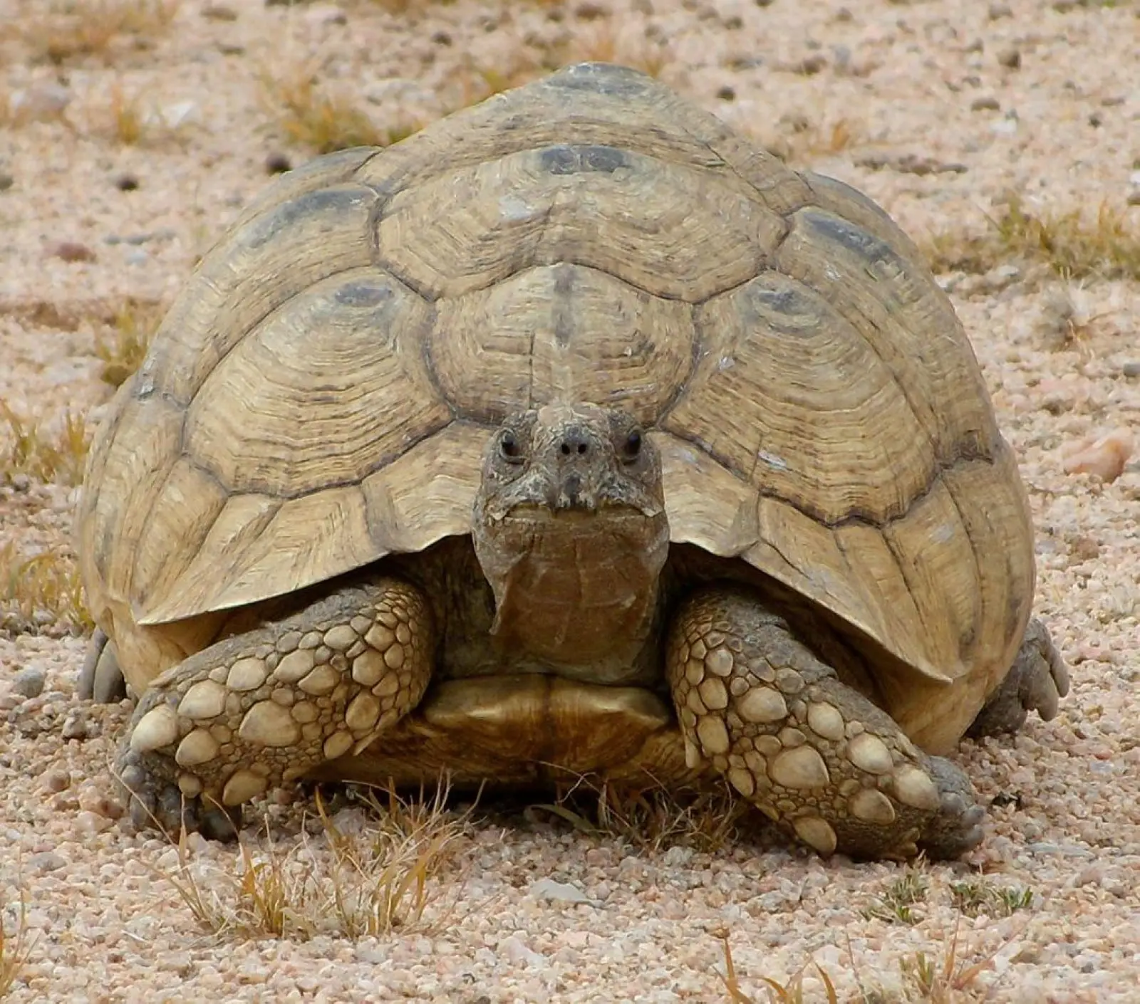 Leopard-Tortoise 25