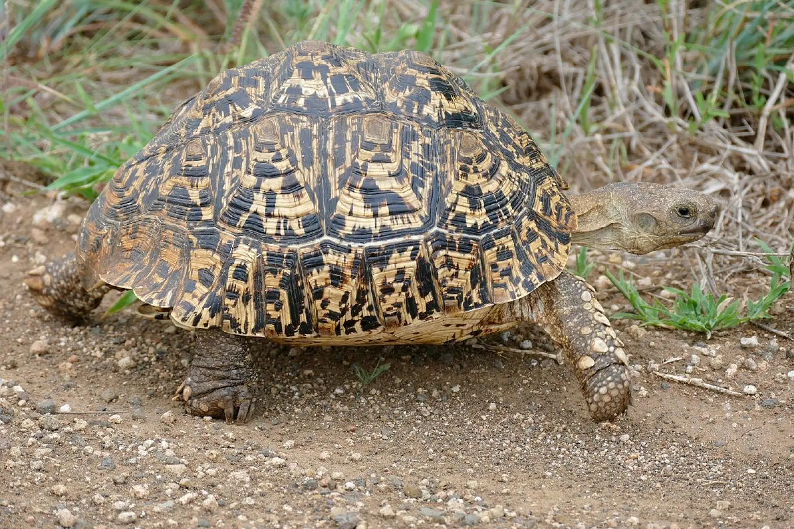 Leopard-Tortoise 26