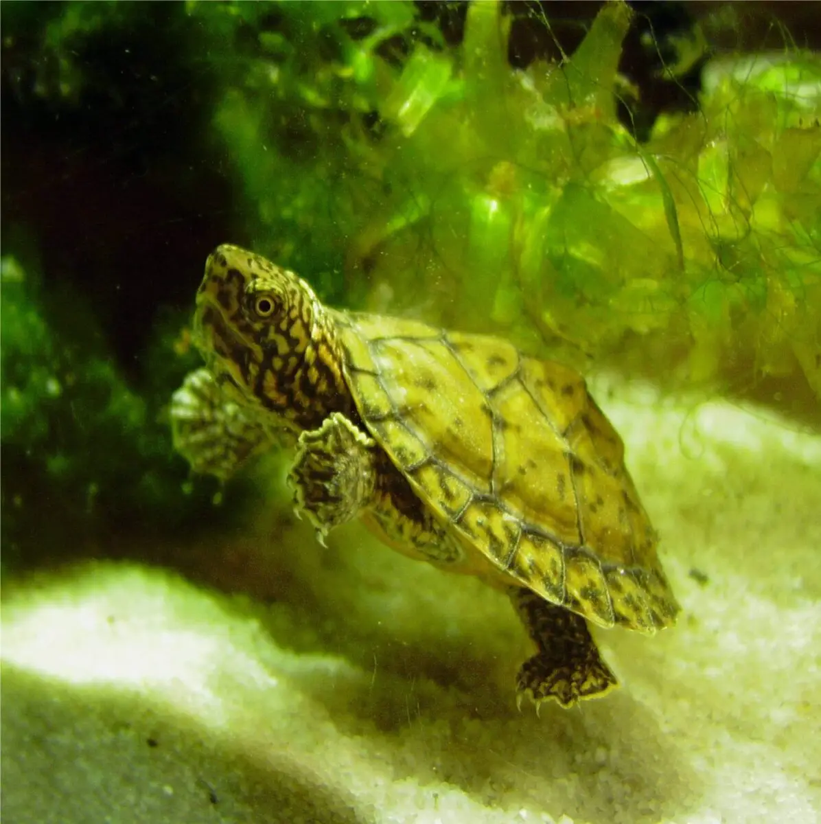 Loggerhead-Musk-Turtle 01
