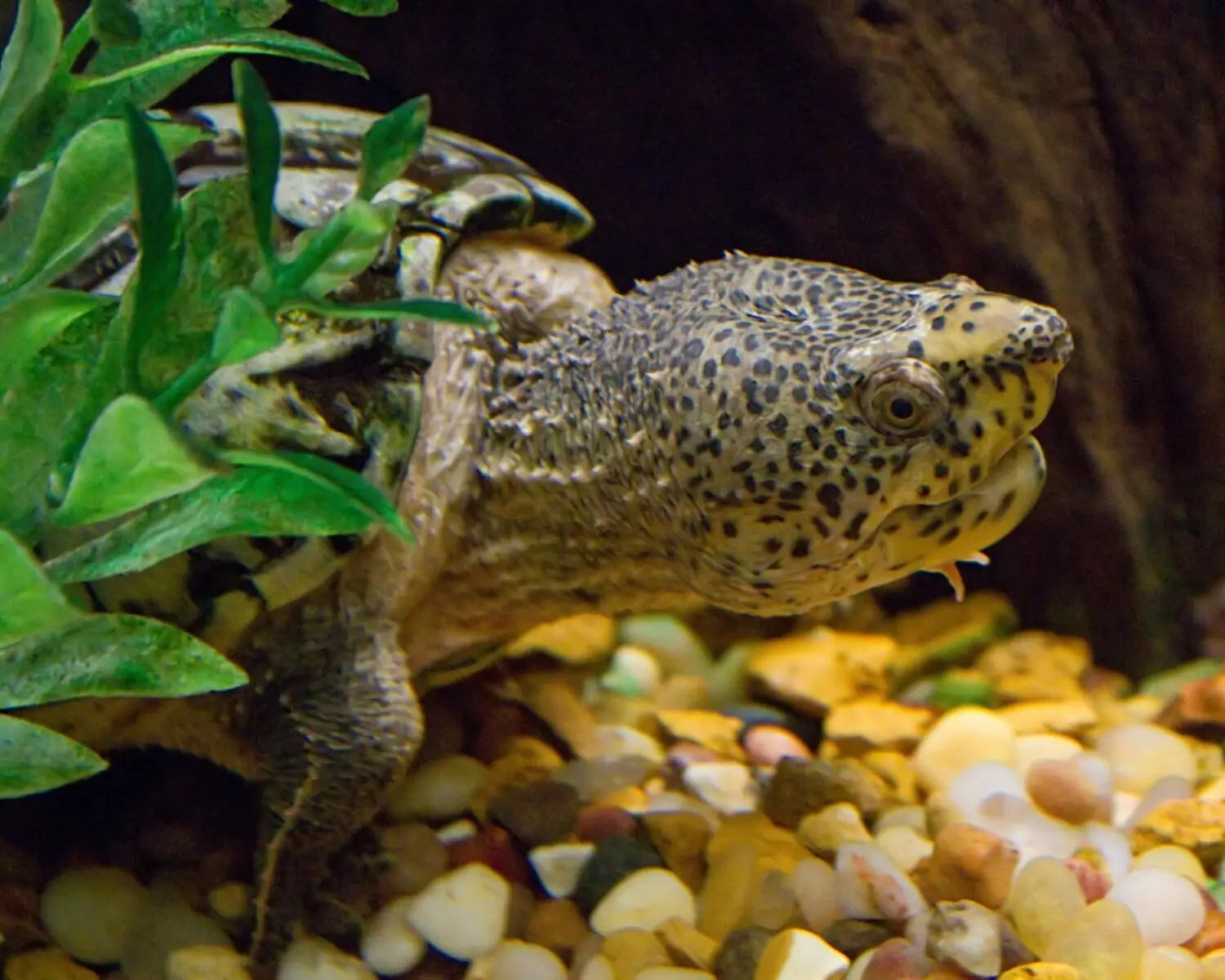 La tortue musquée caouanne : une cloche sous l'eau