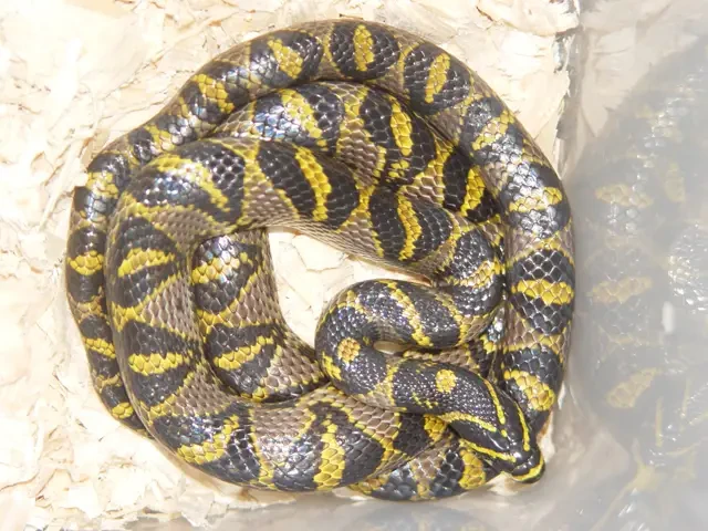 Mandarin-Rat-Snake 01