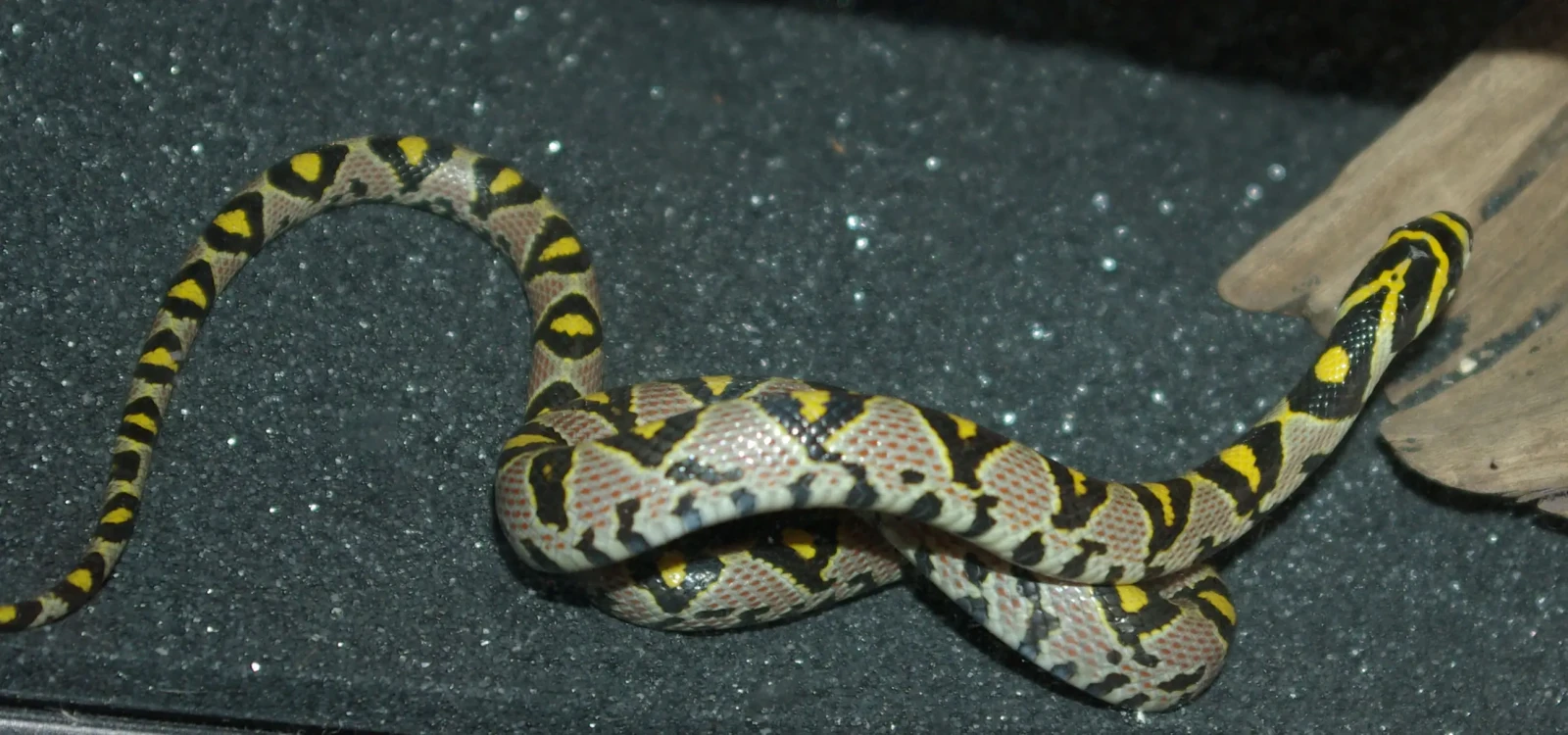 Mandarin-Rat-Snake 02