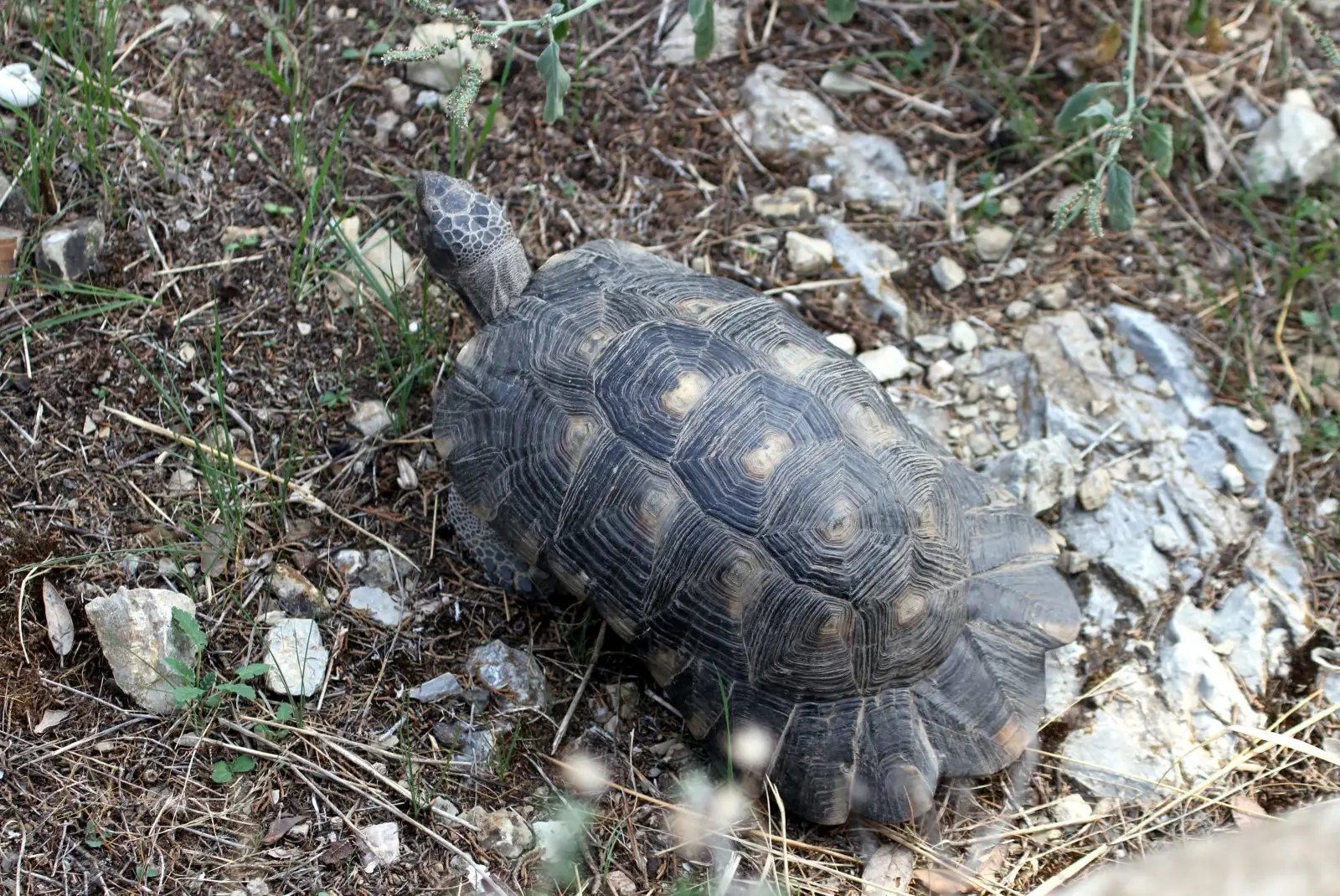 Marginated-Tortoise 01
