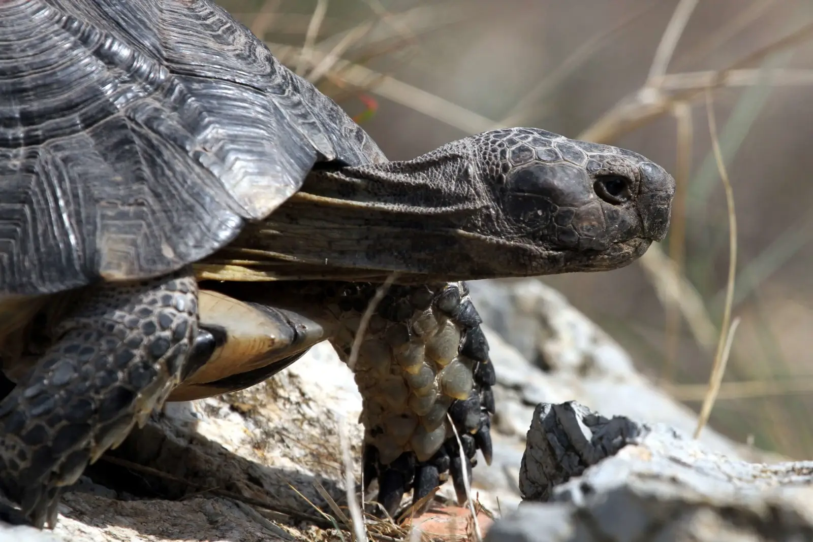 Marginated-Tortoise 02