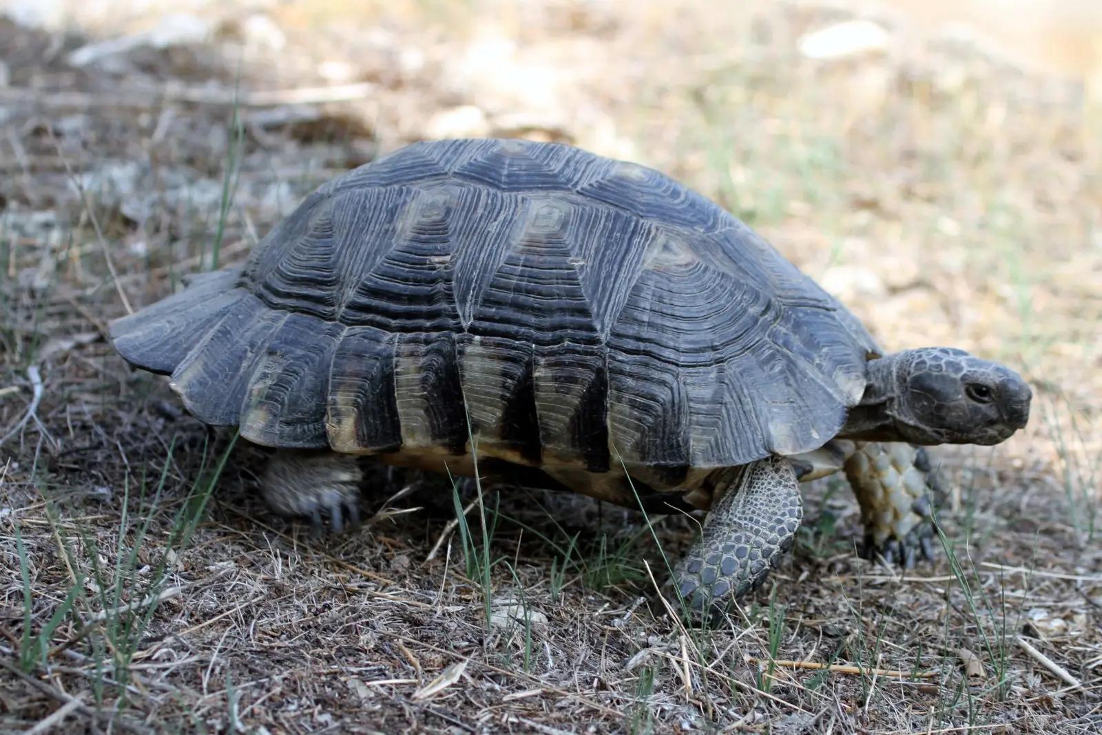 Marginated-Tortoise 03