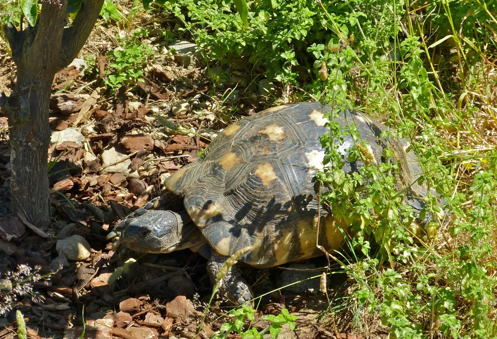 Marginated-Tortoise 04