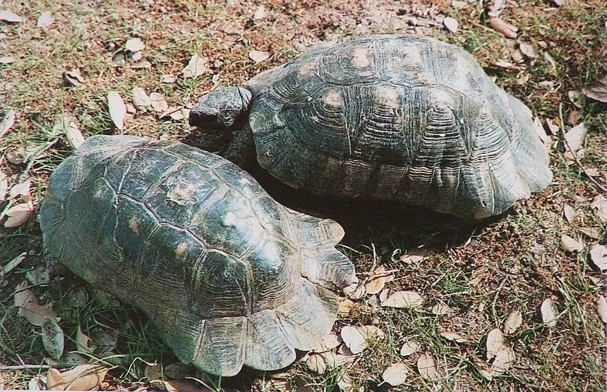 Marginated-Tortoise 05