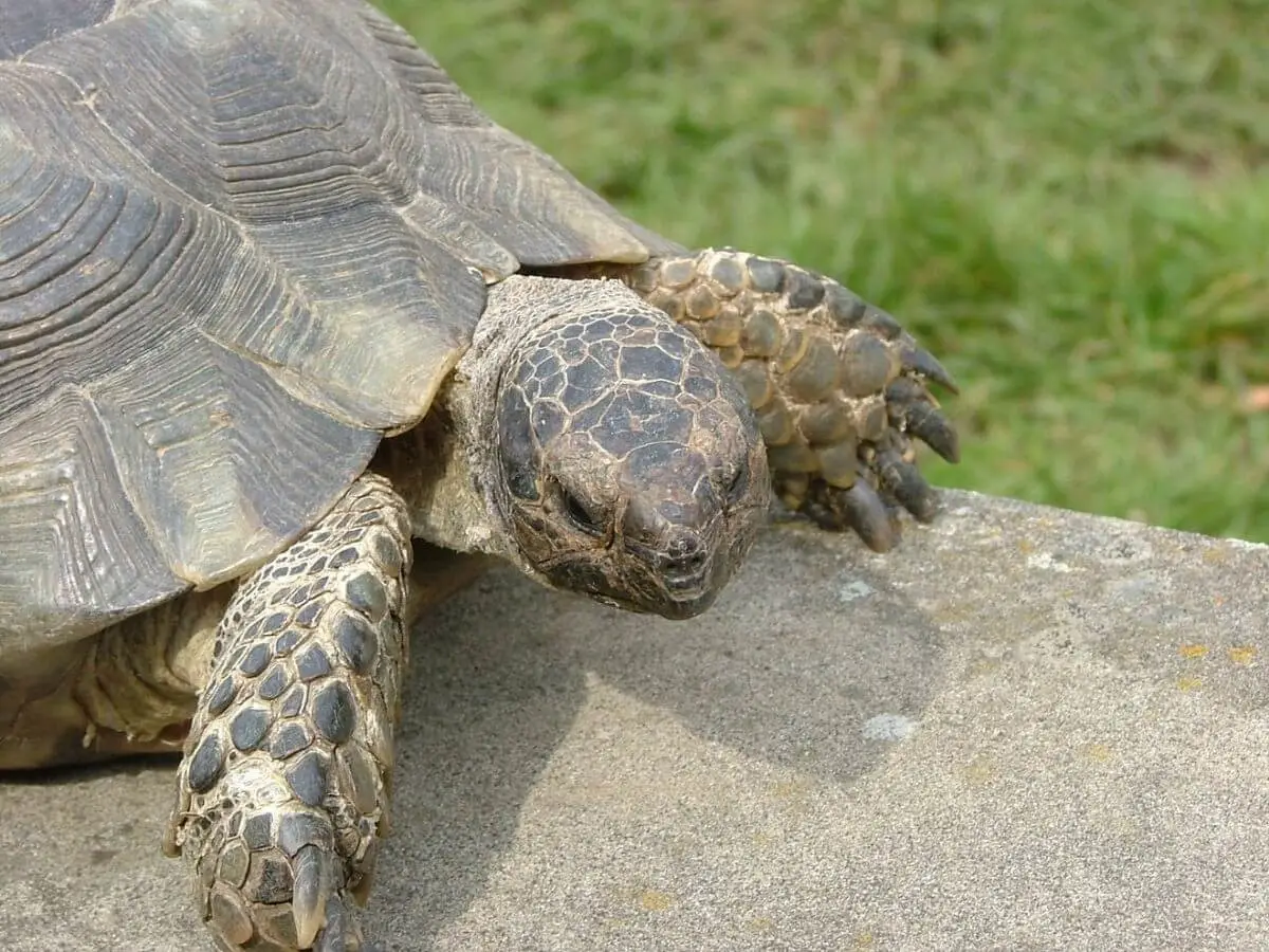 Marginated-Tortoise 06
