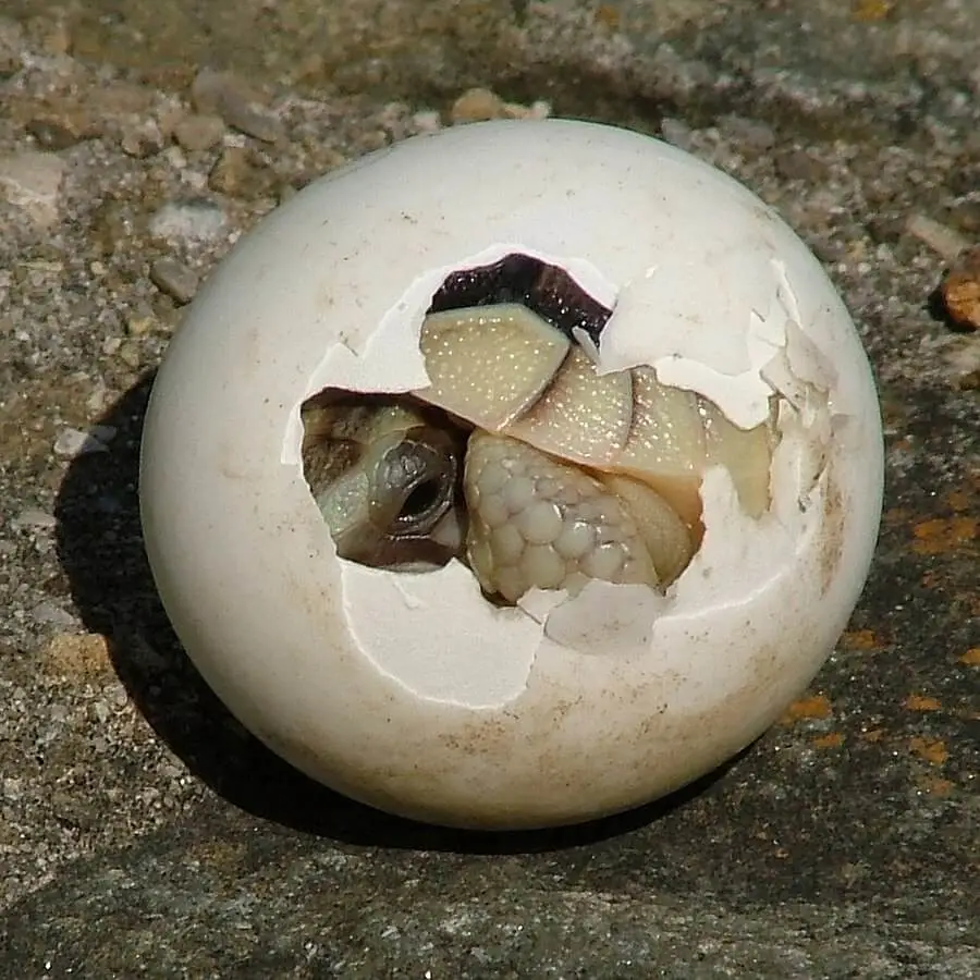 Marginated-Tortoise 07