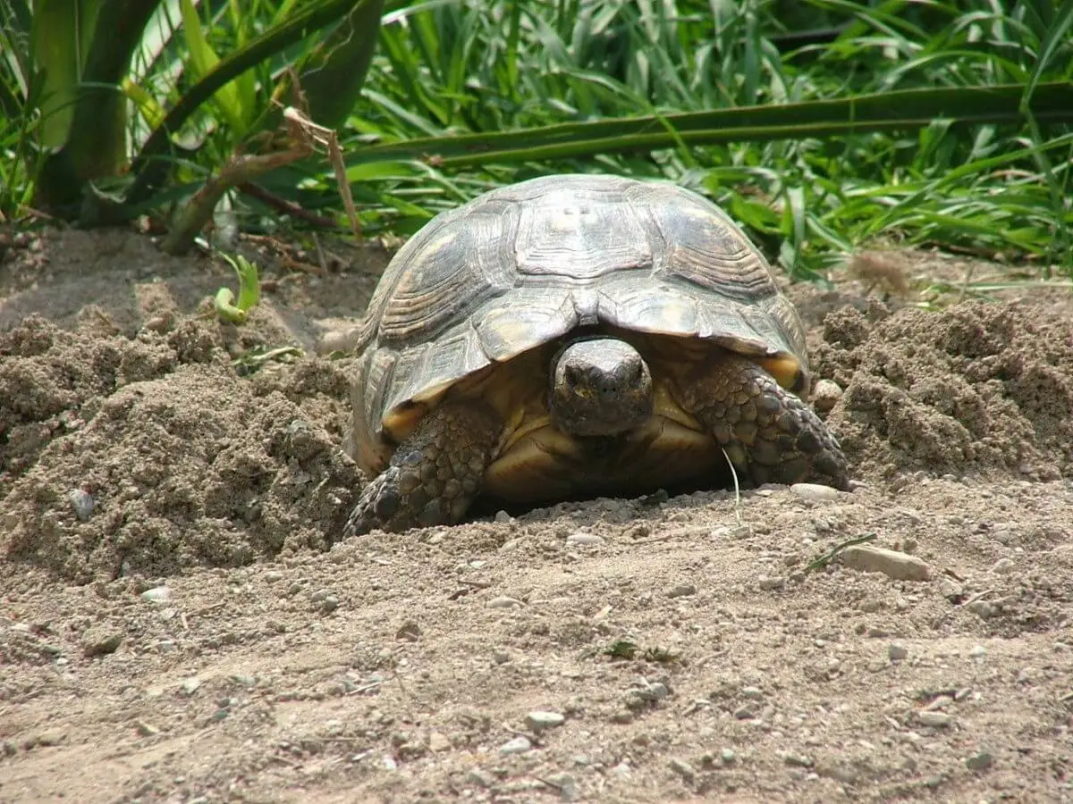 Marginated-Tortoise 08