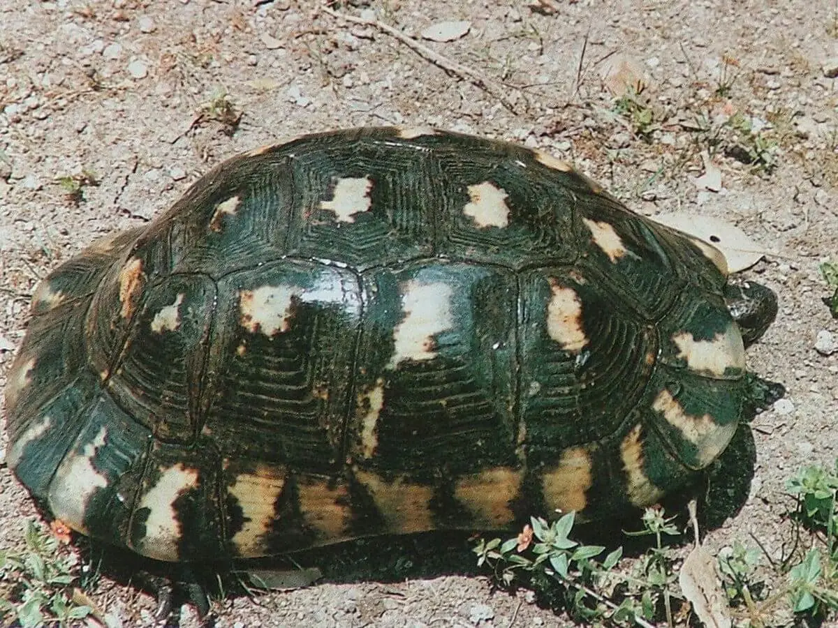 Marginated-Tortoise 09