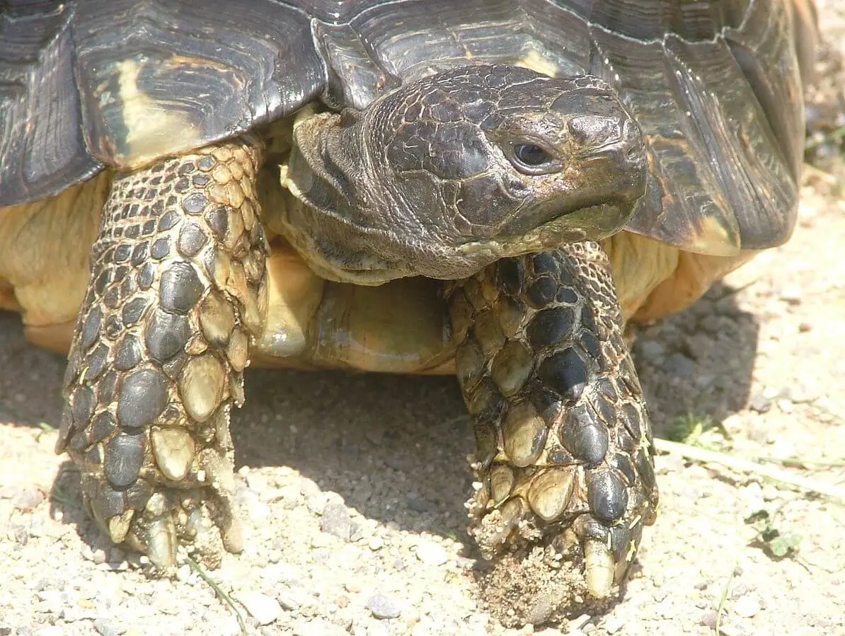 Marginated-Tortoise 10