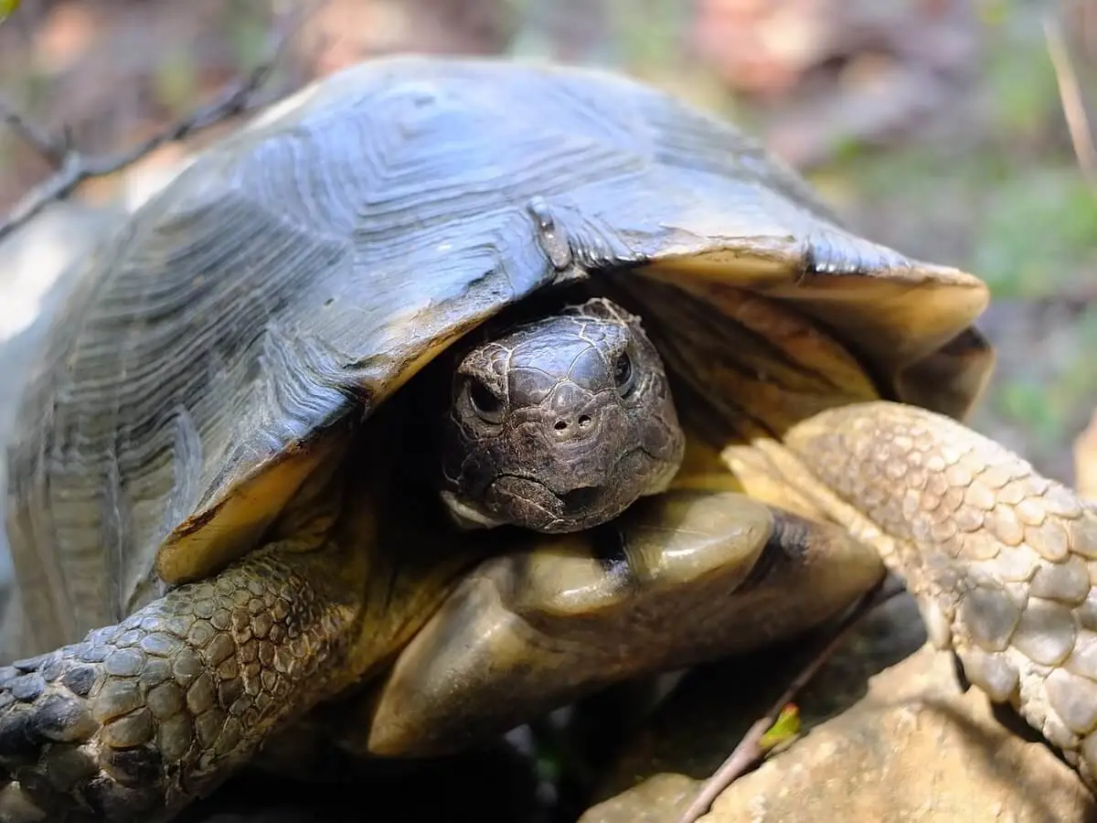 Marginated-Tortoise 11