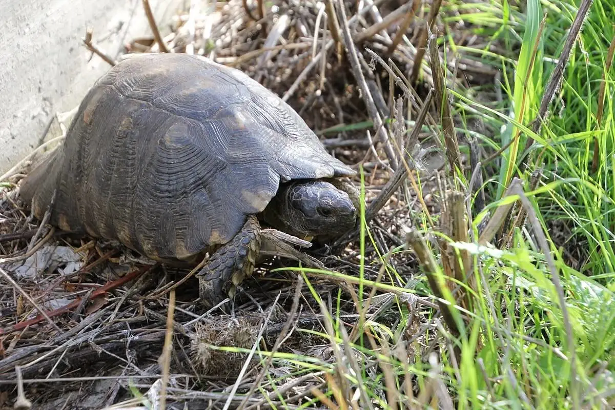 Marginated-Tortoise 12