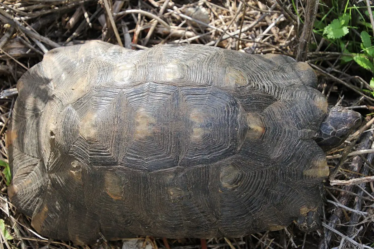 Marginated-Tortoise 13