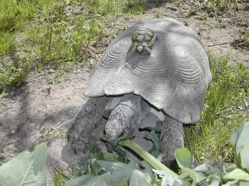 Marginated-Tortoise 14