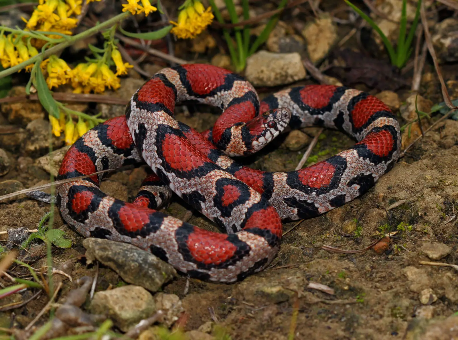 Serpent faux-corail