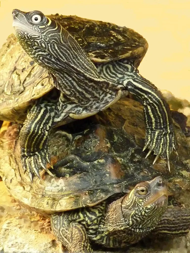 Mississippi-Map-Turtle 01