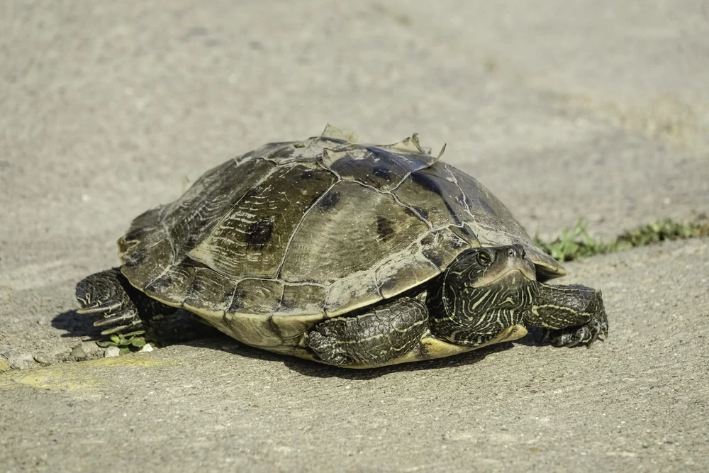 Une tortue qui porte une carte sur le dos