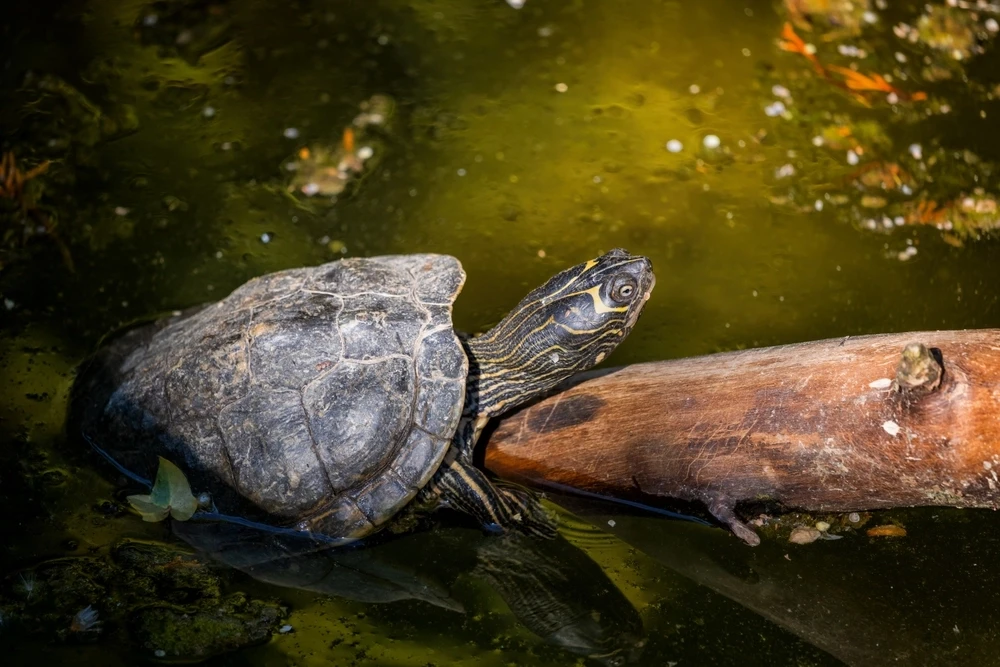 Tortue géographique du Mississippi