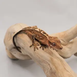Un caméléon miniature venu de Nouvelle-Calédonie