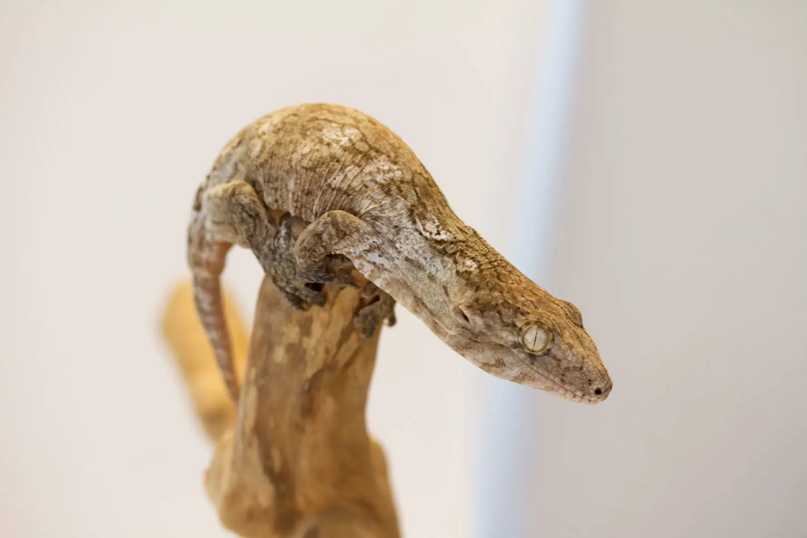 Gecko géant de N.-Calédonie