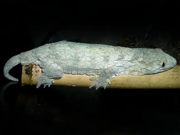 Gecko géant de N.-Calédonie