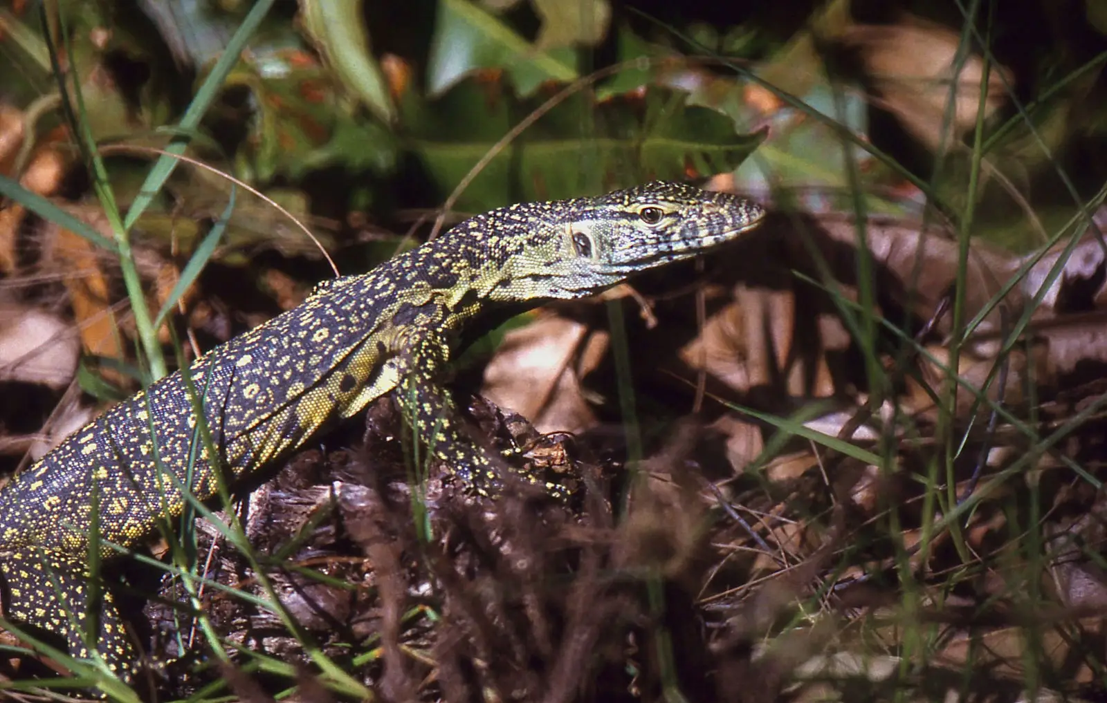 Nile-Monitor 04