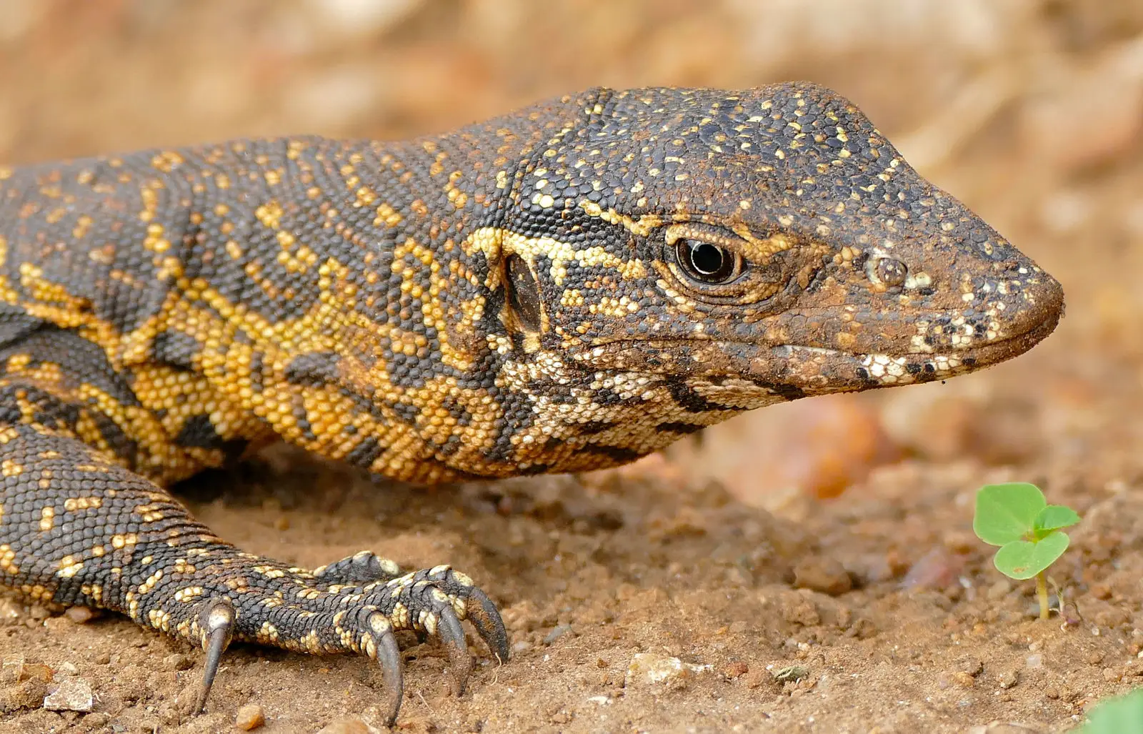 Nile-Monitor 05