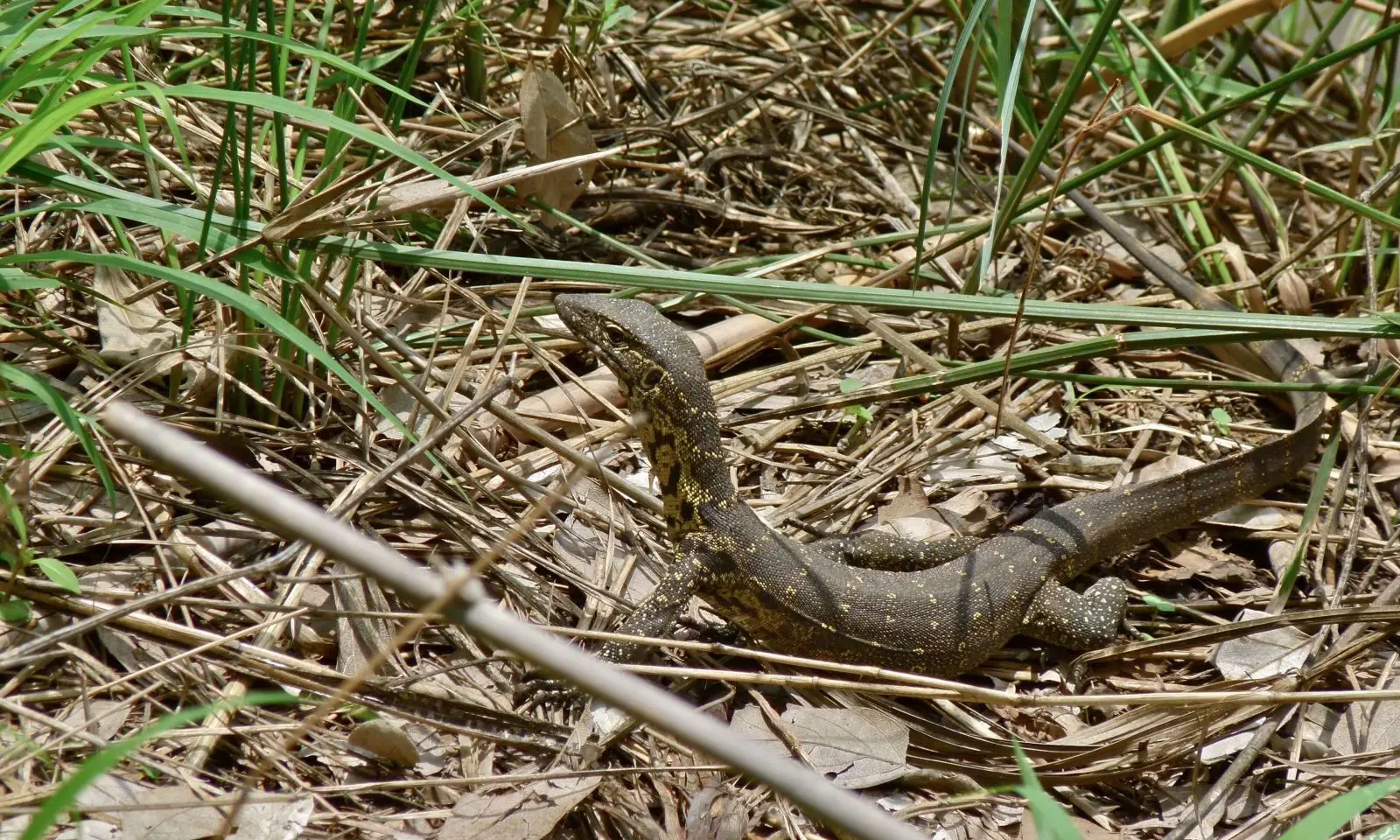 Nile-Monitor 06