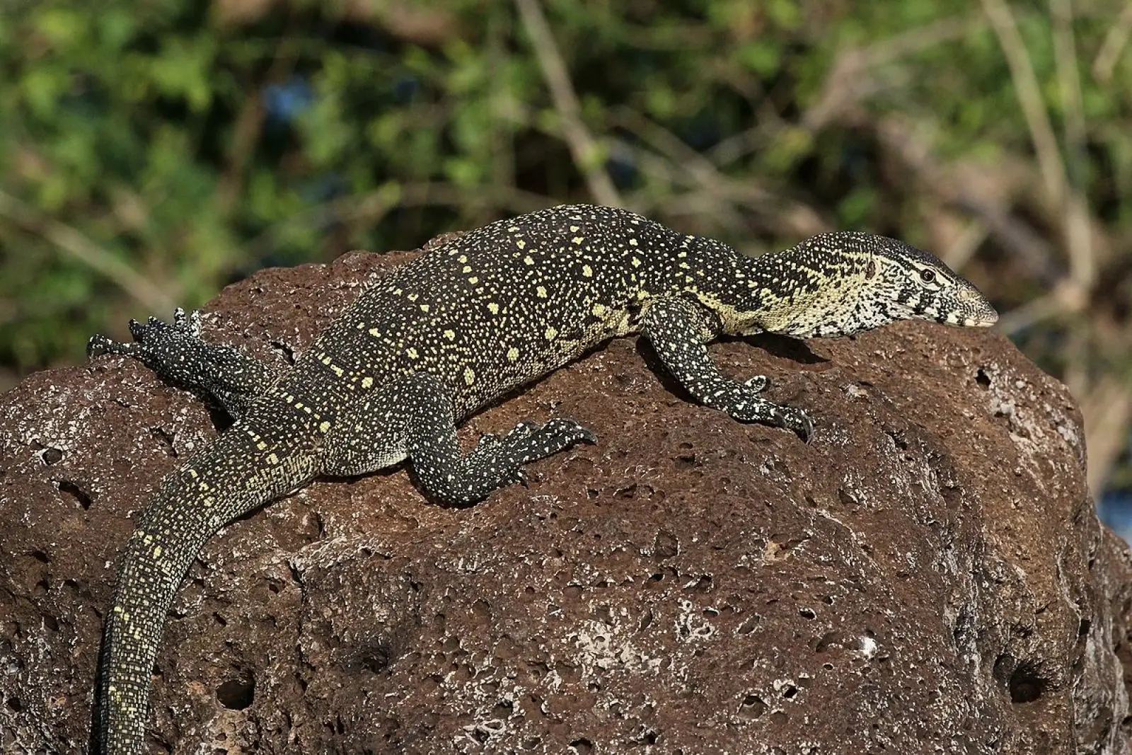 Nile-Monitor 08