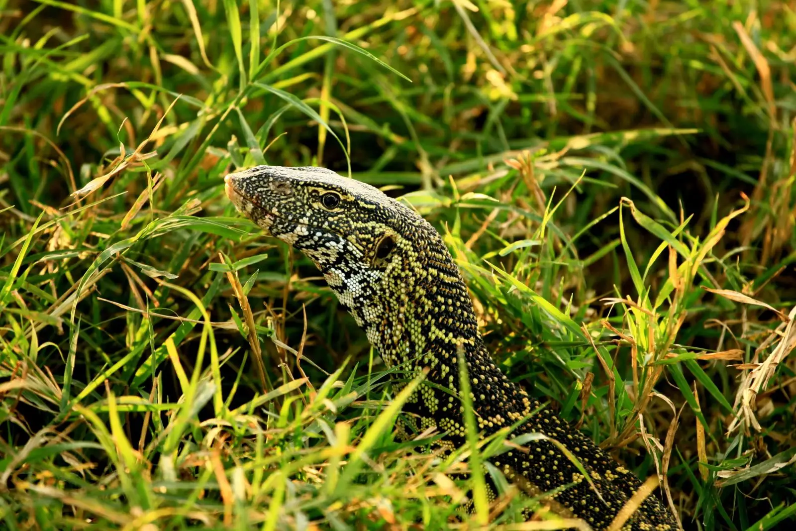 Nile-Monitor 10