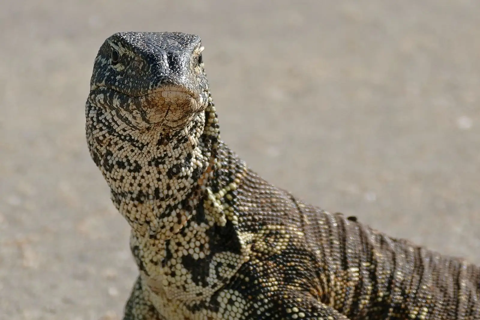 Nile-Monitor 11