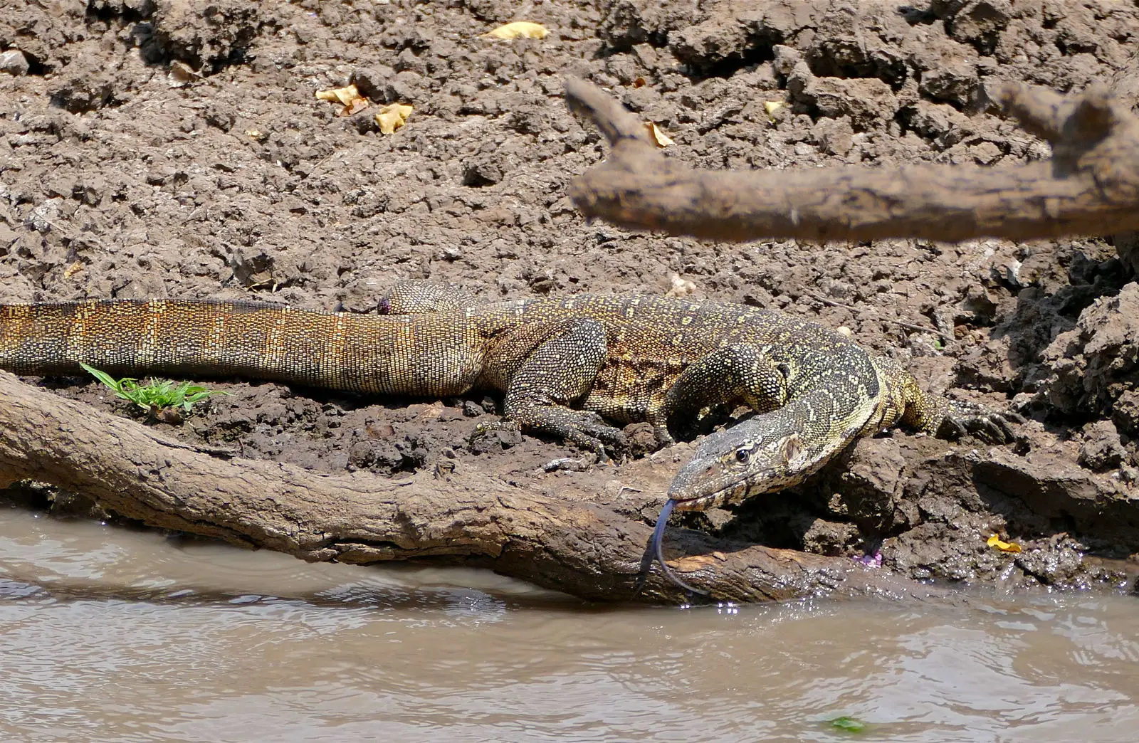 Nile-Monitor 12