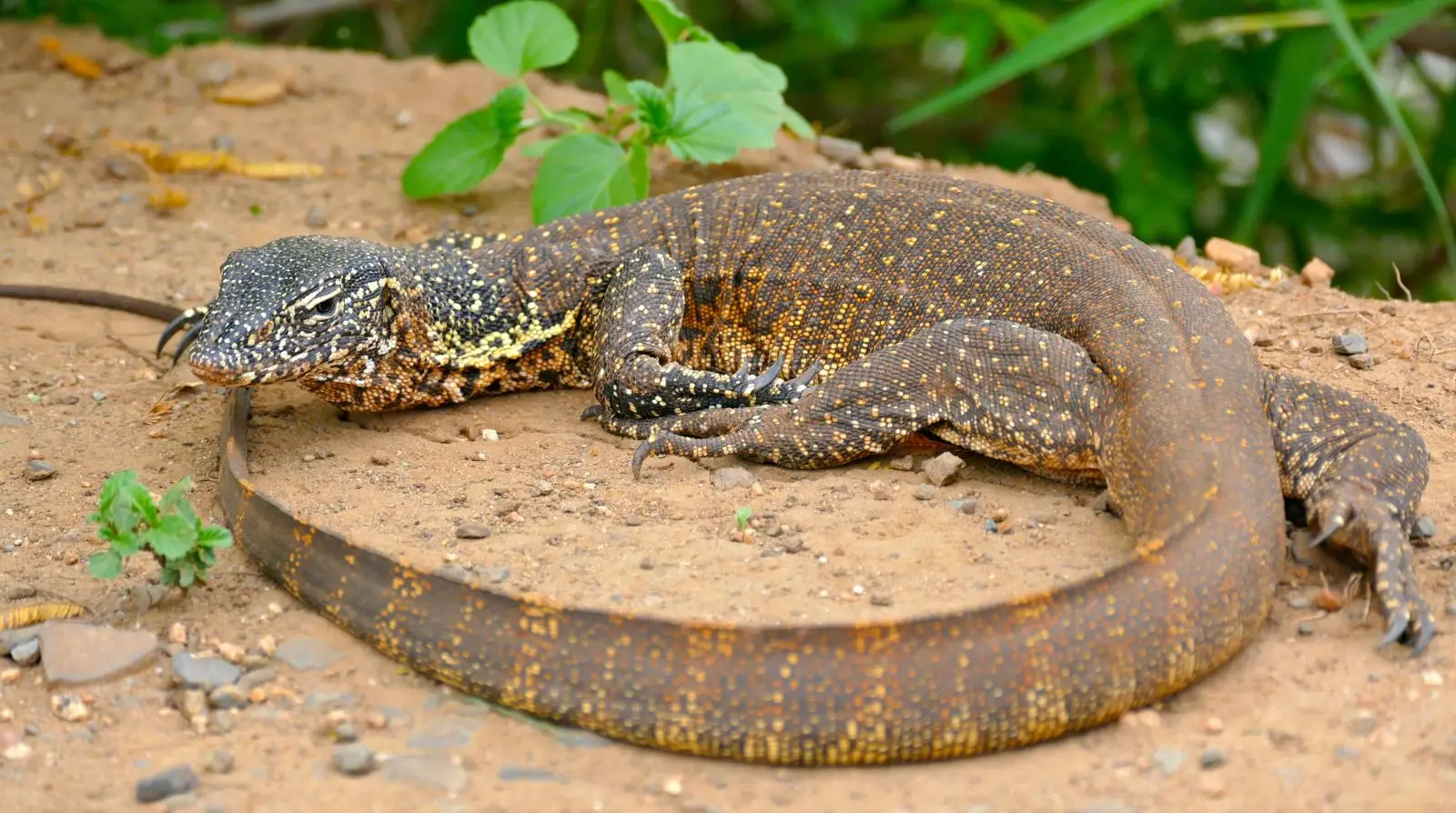 Nile-Monitor 13