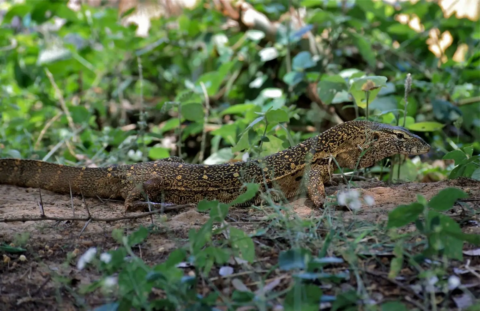 Nile-Monitor 18