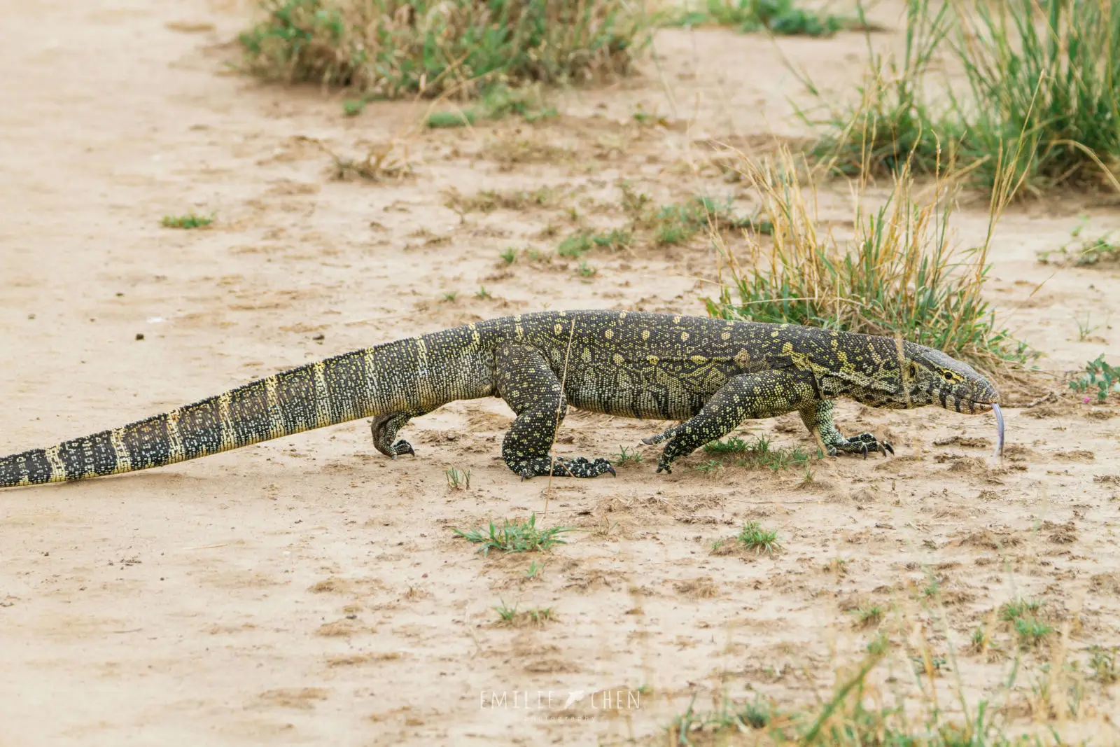 Nile-Monitor 20