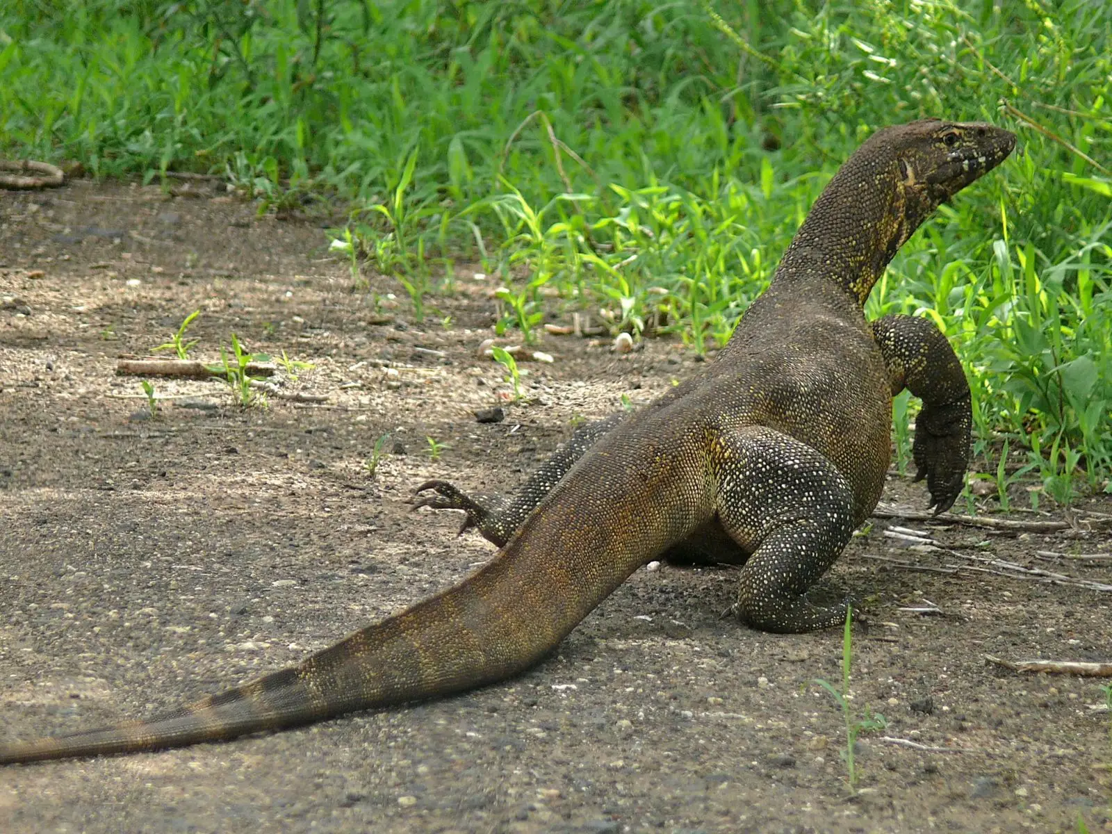 Nile-Monitor 22